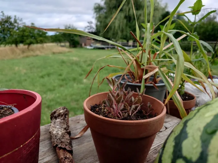 Topfpflanzen auf einem Holztisch, dahinter eine Wiese mit Hochstamm-Obstbäumen